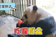 娱乐吃瓜熊猫视频,趣味视频背后的故事